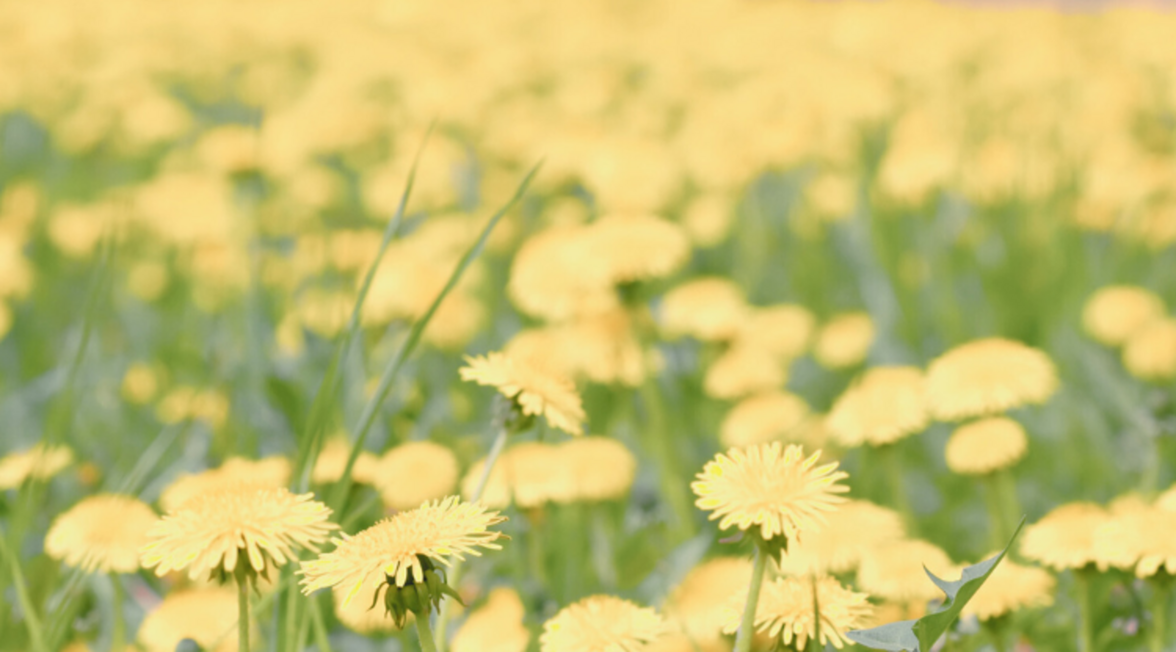 Arnica Forte